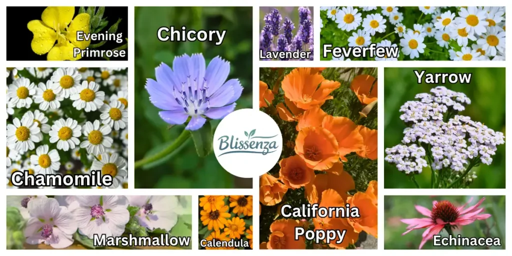 Collage of 10 essential medicinal plants for home gardens including Lavender, Chamomile, Echinacea, and California Poppy - Blissenza guide.
