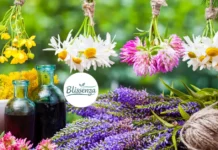 10 Basic Medicinal Plants Everyone Should Have at Home