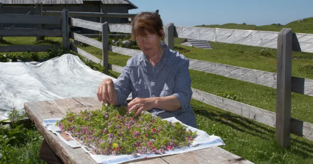 Woman harvesting medicinal plants for natural home remedies - Blissenza