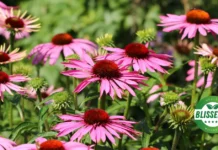 Echinacea: Boost Your Immune System with a Plant You Can Grow Echinacea Flowers