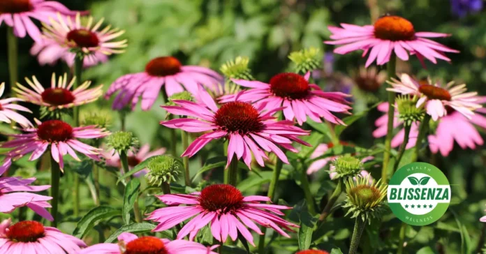 Echinacea Flowers
