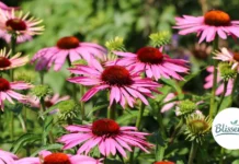 Echinacea: Boost Your Immune System with a Plant You Can Grow